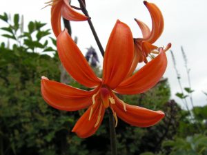 lilium-martagon-orange-marmoldae